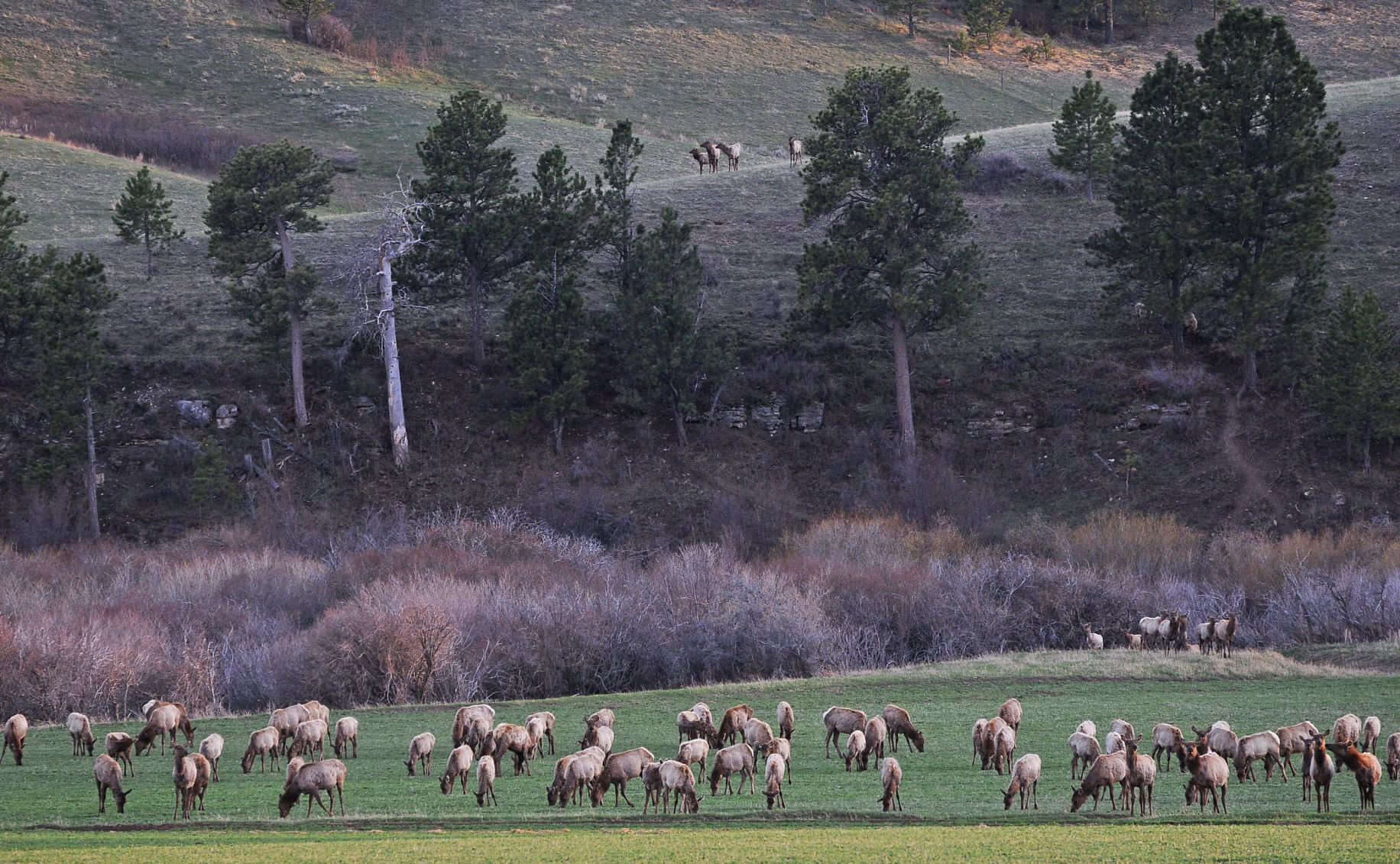 N Bar elk